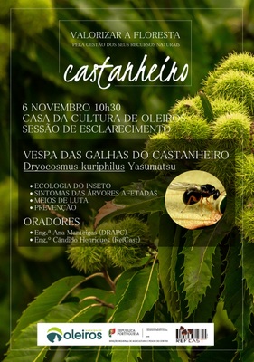 vespa galhas castanheiro_curvas.jpg